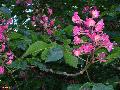 Red  Horsechestnut 